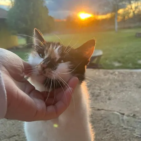 Apartman House Official